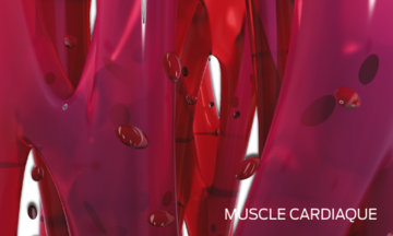 muscle-cardiaque
