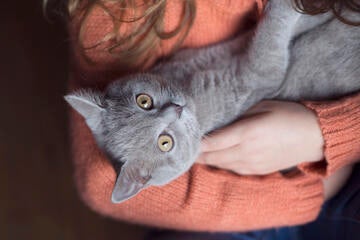 Avoiding Cats May Not Eliminate Allergic Reactions Avoiding Cats May Not Eliminate Allergic Reactions
